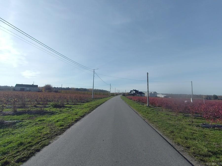 Wśród sadów