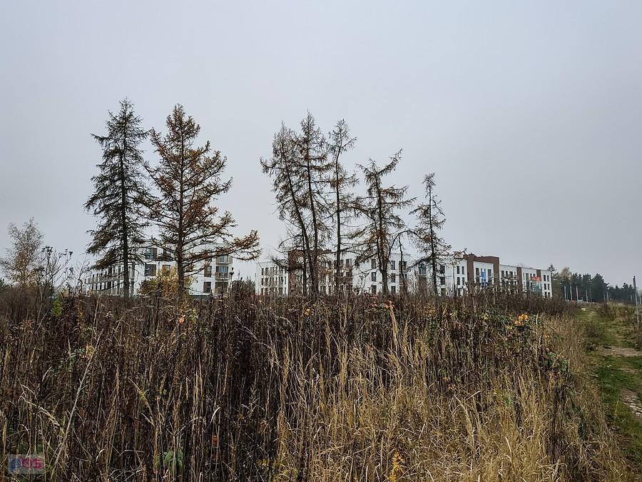 Ocalałe z wycinki modrzewie przy nowym osiedlu na ul. Architektów