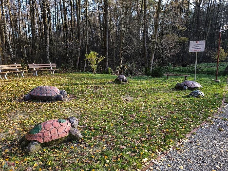 Kamienne żółwie przy Żółwim Stawie