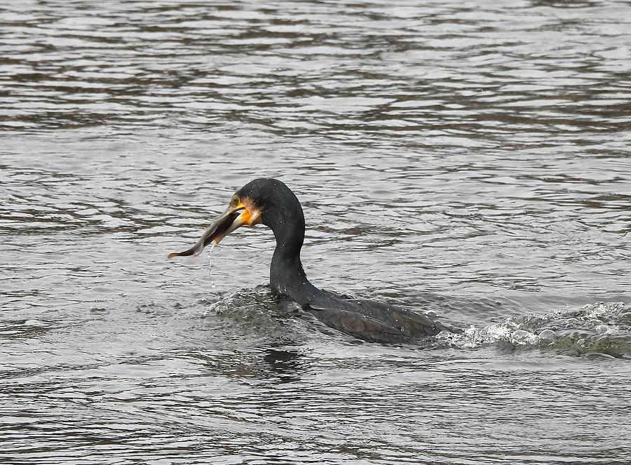 Kormoran ze śniadaniem