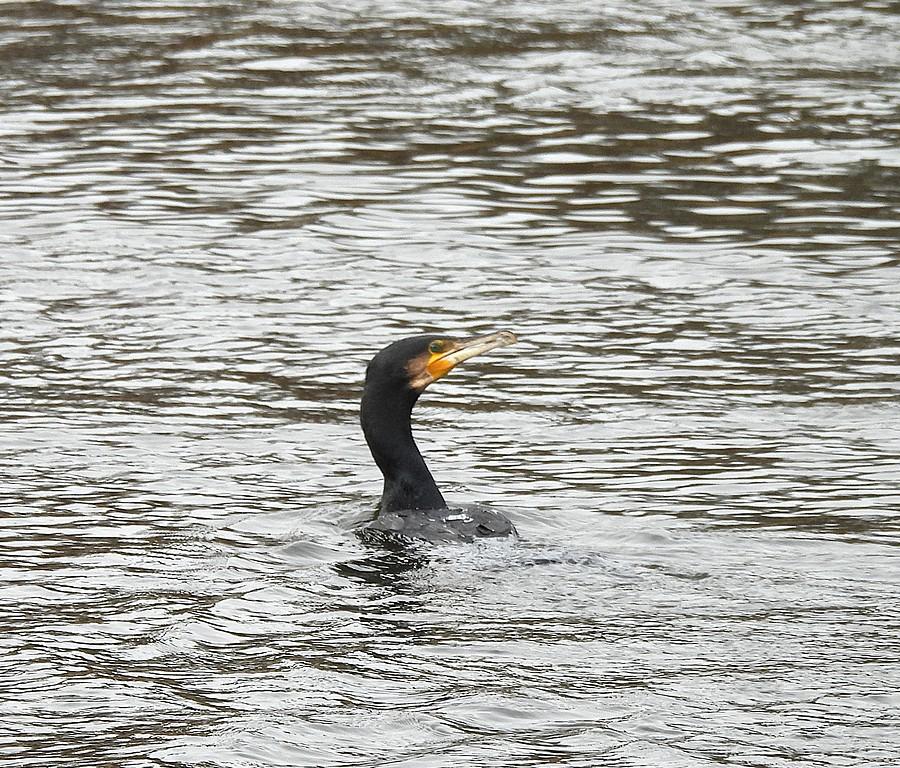 Zadowolony kormoran