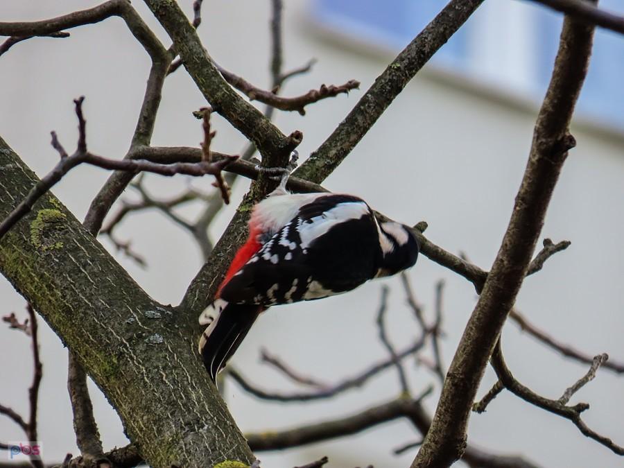 Dzięciolica blokowa nie chciała się dzisiaj fotografować