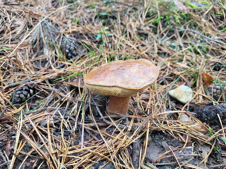 Podgrzybek Brunatny