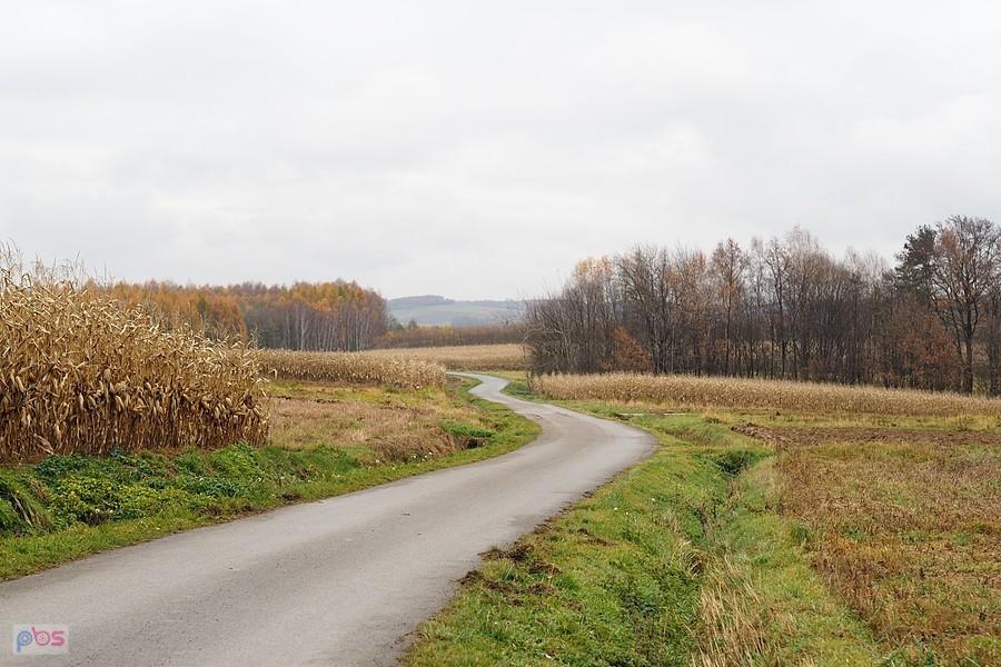 między polami