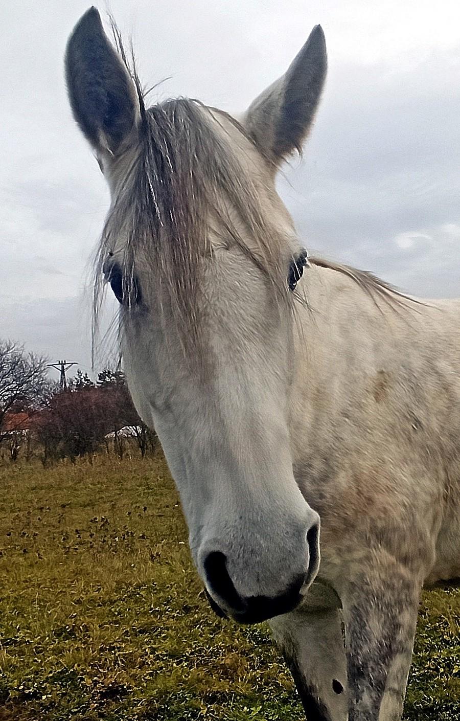 Konik z Wojszyna