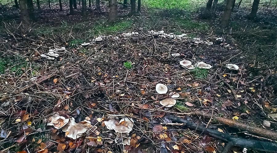 Kolonia lejkówek