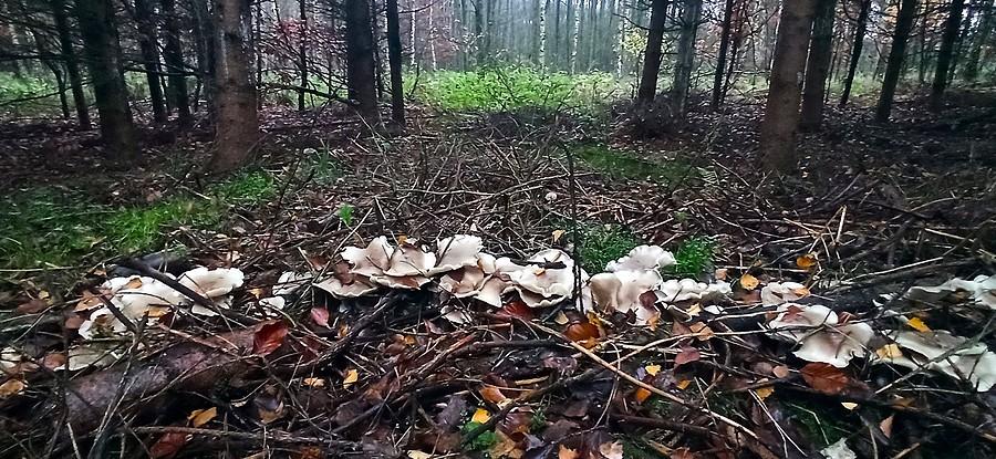 Lejkówki. Podobno jadalne