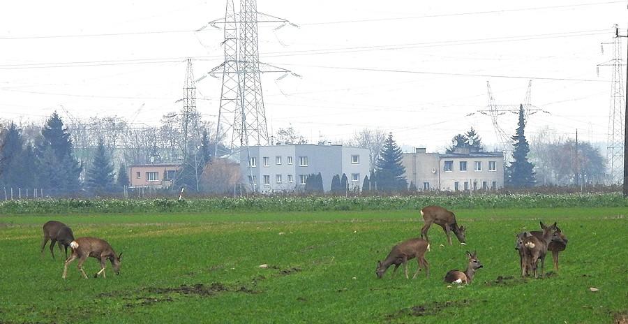 Stadko sarenek w szarości