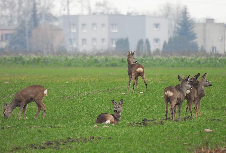 Zbliżenie na stadko