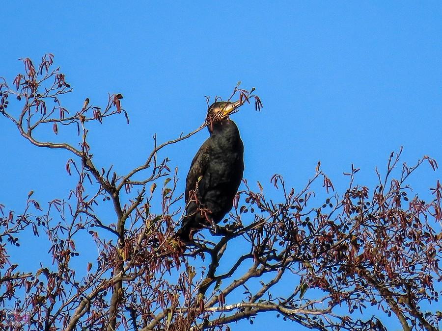 Kormoran na czubku drzewa