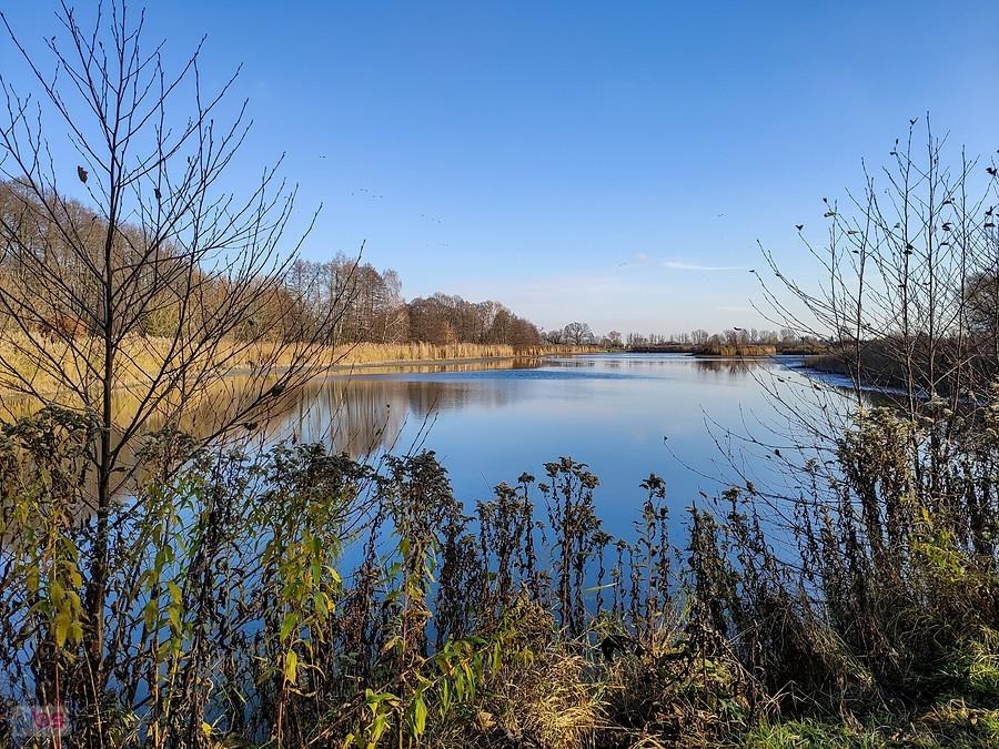 Widok na staw Rozgrodzony z jego zach. brzegu