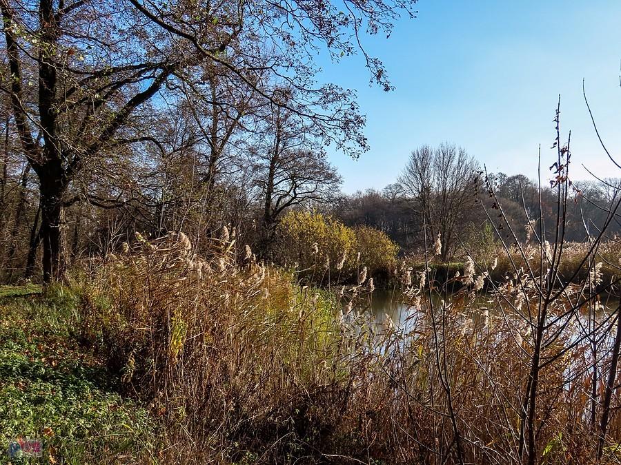 Jesień w rezerwacie Stawy Raszyńskie