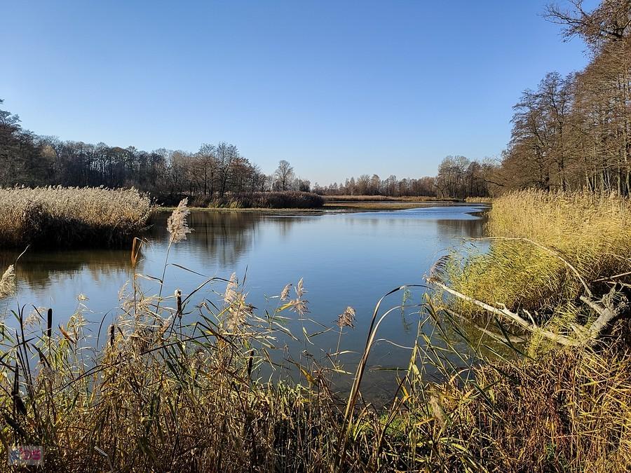 Widok na staw Przydrożny z płd. brzegu