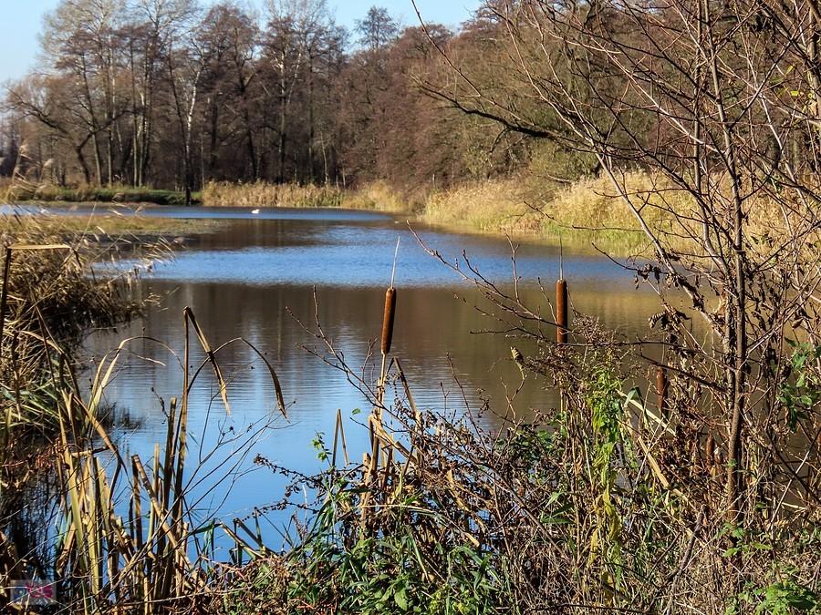 Pałki nad stawem Przydrożnym