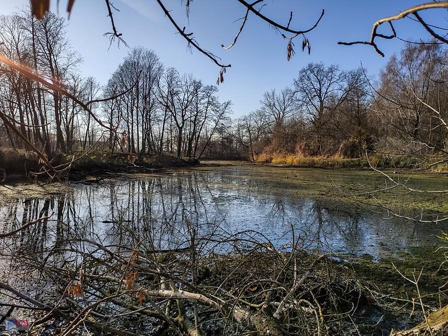 Błotnista część stawu Parkowego Górnego