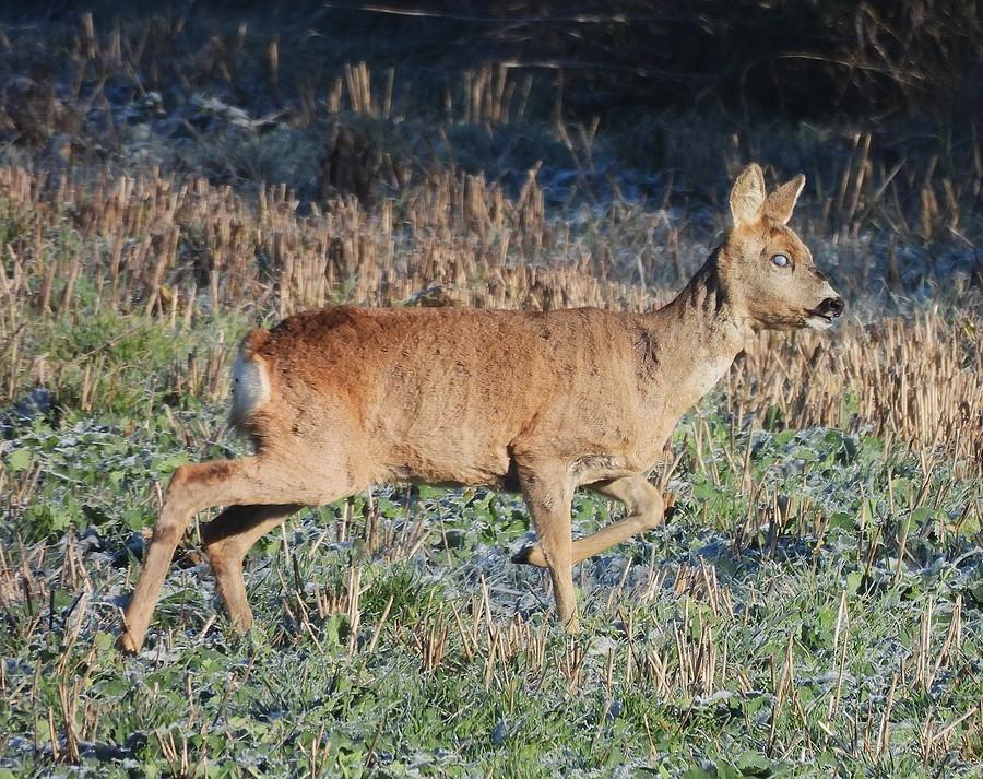 Półślepa sarenka na polu