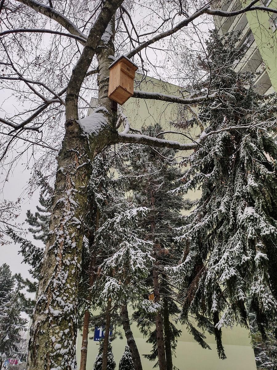 Jodły przyprószone śniegiem