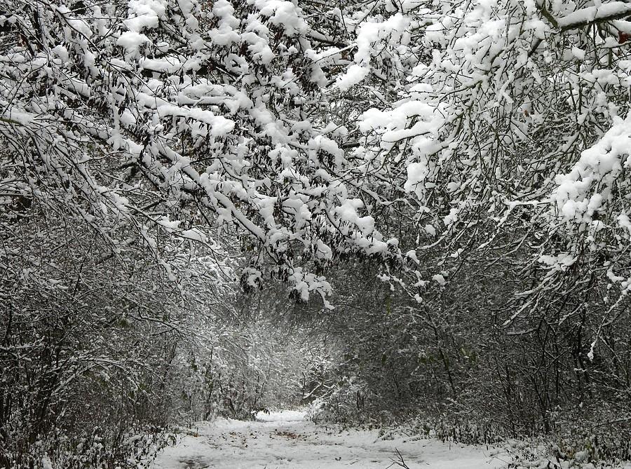 Poznańska Narnia