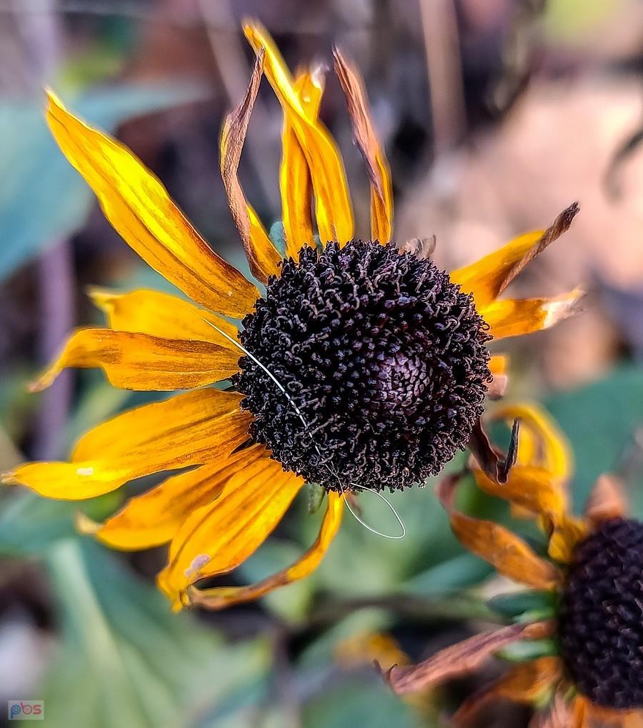 Rudbekia się nie poddaje