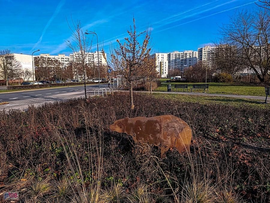 Niedźwiedź pojawił się na Ursynowie
