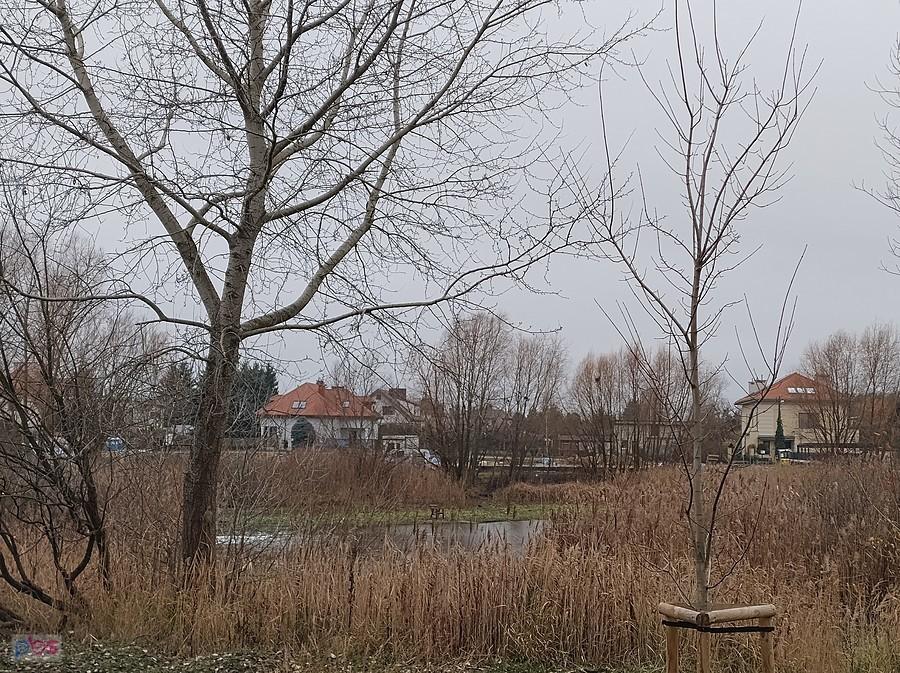Staw w Bliznem