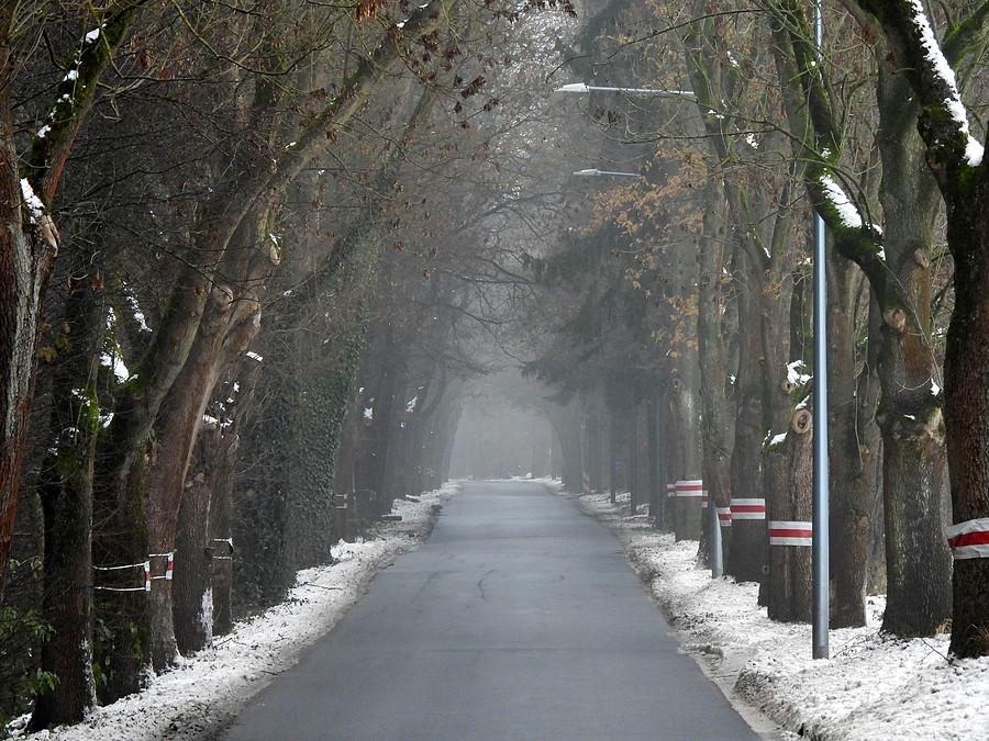Zamglona aleja drzew