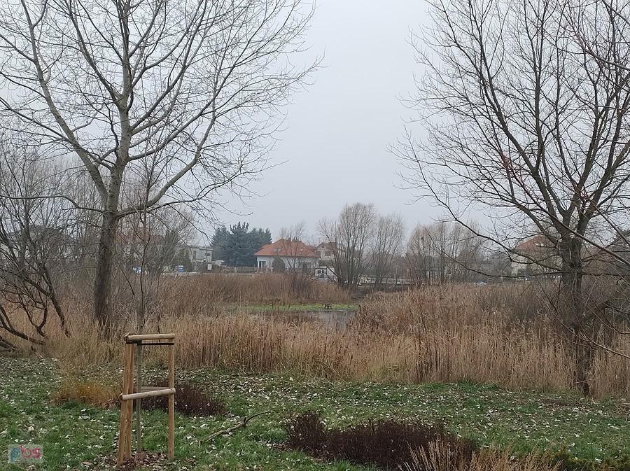 Staw w Bliznem