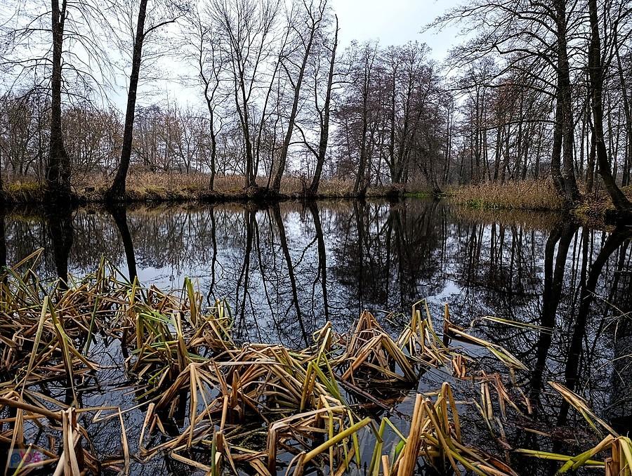 Staw jak zawsze urokliwy