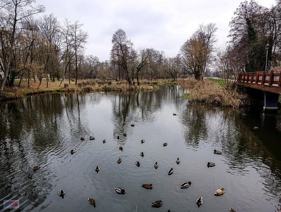 Jeziorka w Parku Zdrojowym