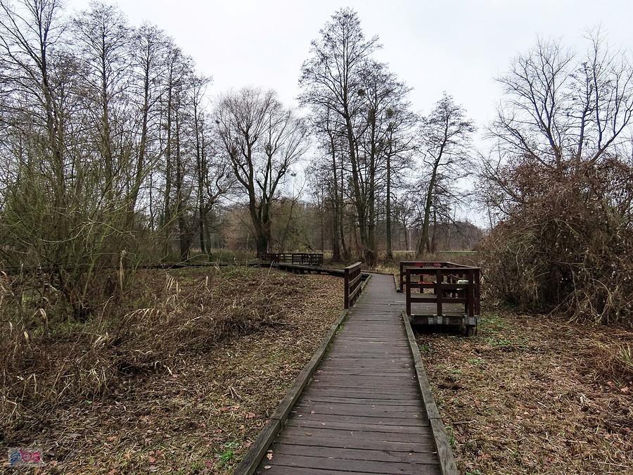 Kładka na mokradłach przy Jeziorce