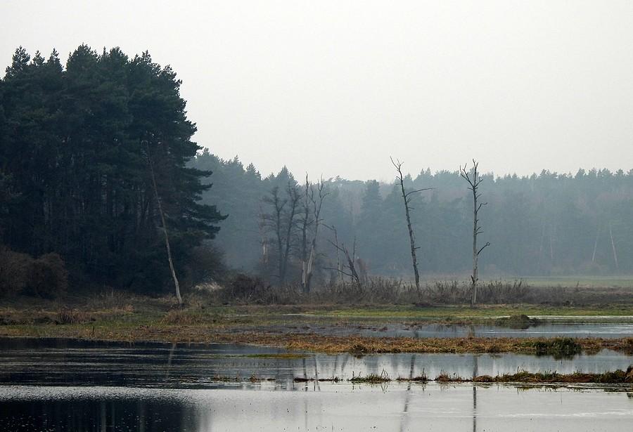 Mgliste klimaty