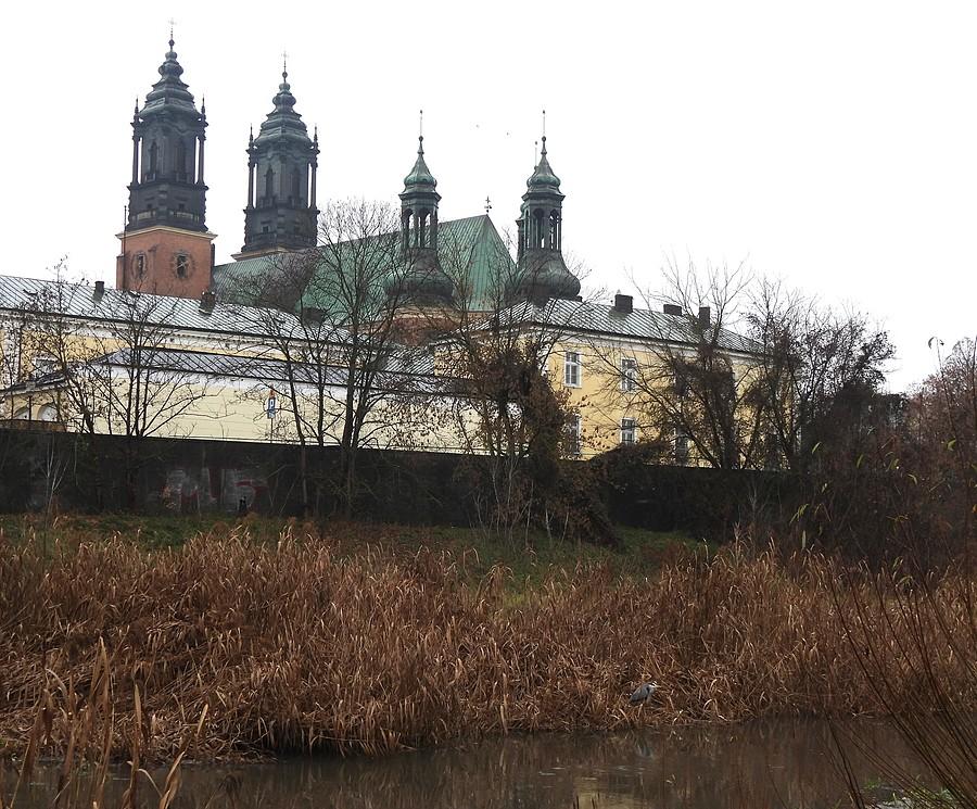 Czapla ukryta pod poznańską katedrą