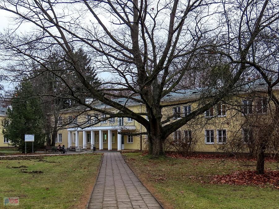 Dąb czerwony przed Wydziałem Ekonomicznym nr 5 SGGW