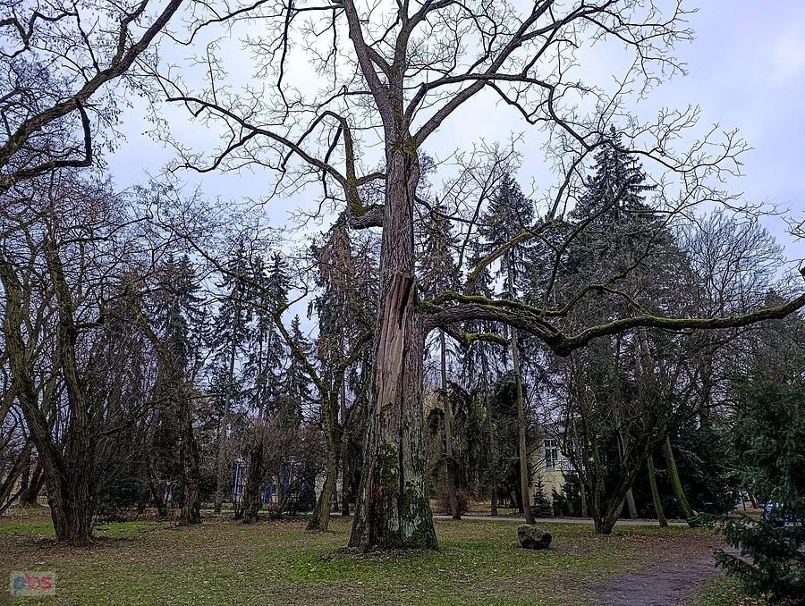 Orzech czarny
