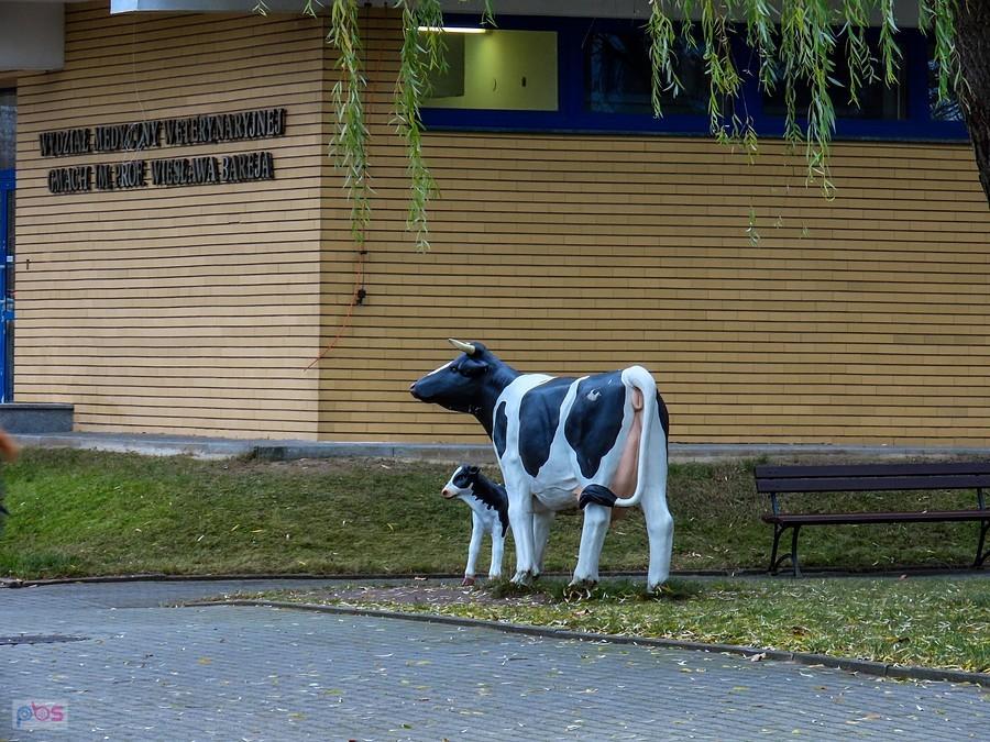 Przed Wydziałem Medycyny Weterynaryjnej