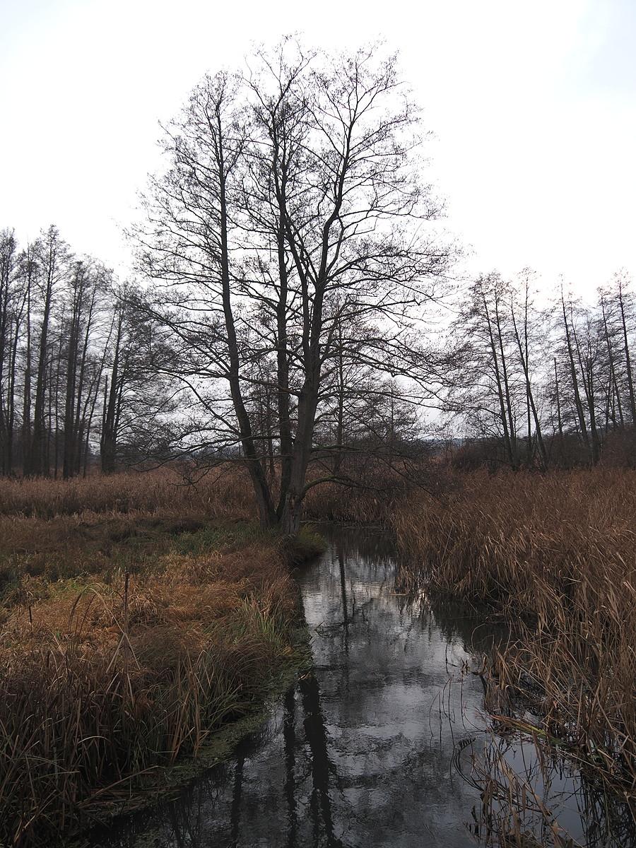 Ilanka za Starościnem