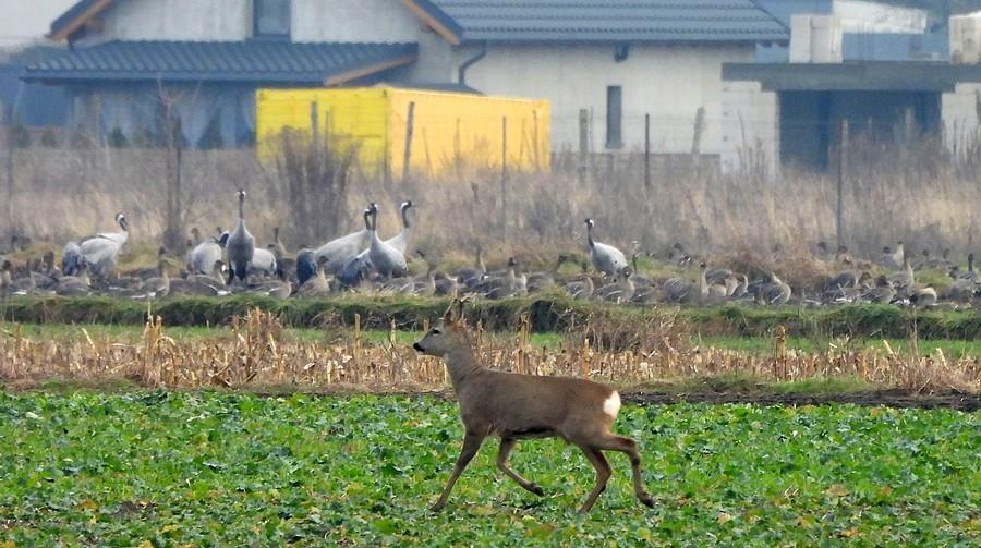 Koziołek, w tle gęsi i żurawie