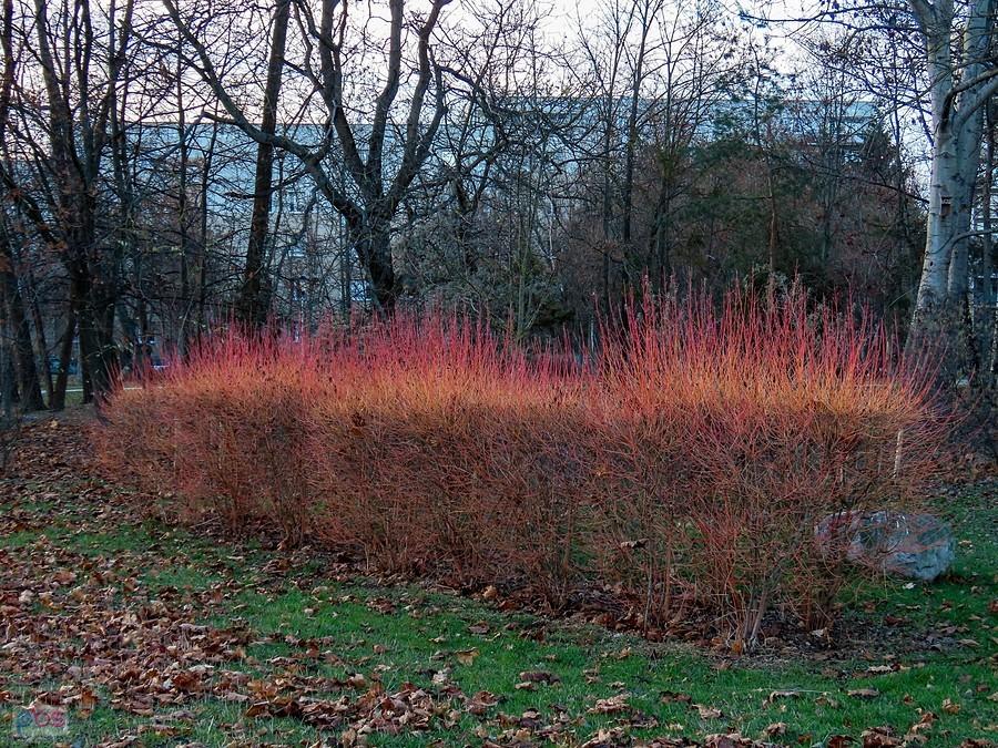 Dereń świdwa - Magic Flame