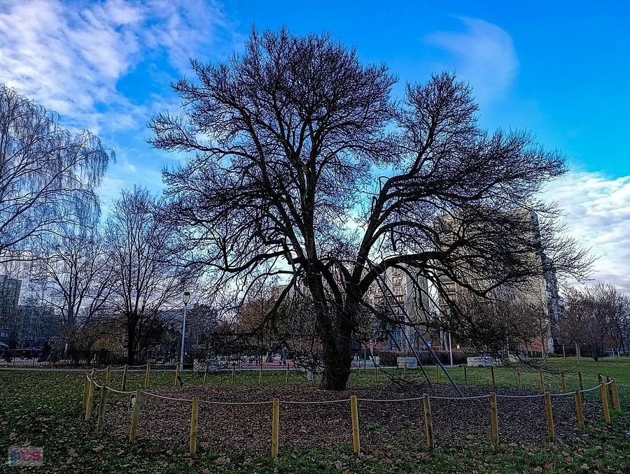 Stara grusza na Polanie Olkówek