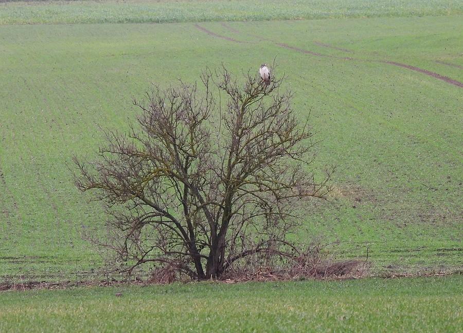 Drzewo z myszołowem
