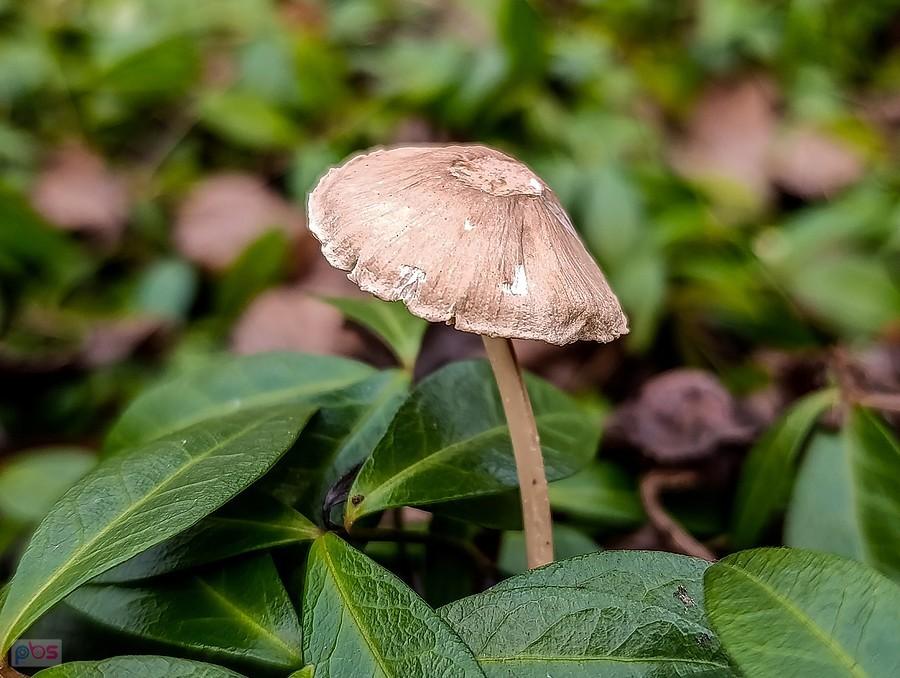 Kruchaweczka wychyla się z liści barwinka