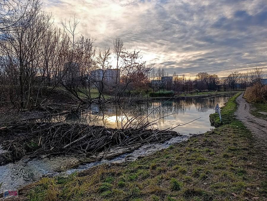 Tama ułożona przez bobry