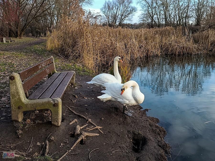 Łabędzie czekają przy ławce na karmiciela