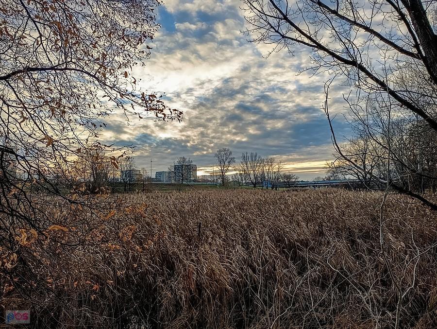 Trzcinowisko stawów Nenufarowych