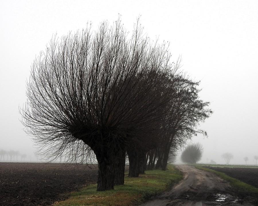Wśród mgieł i wierzb