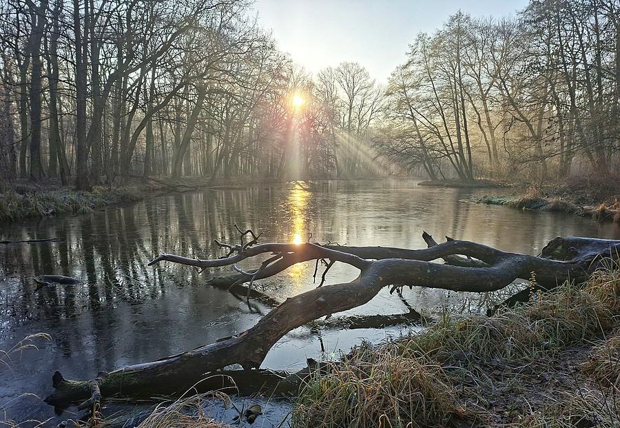 Mroźny poranek na Dębinie