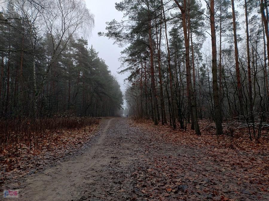 Leśna droga późną jesienią