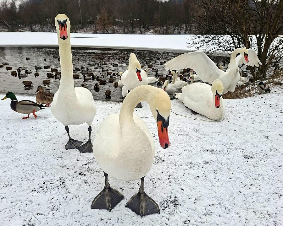 Zaciekawione łabędzie