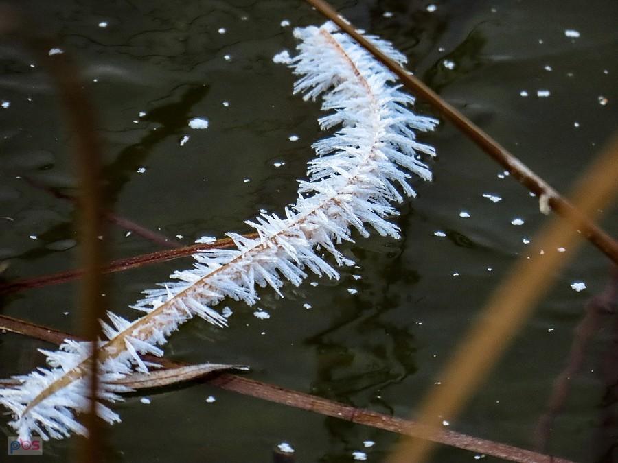 Śnieżna gąsienica