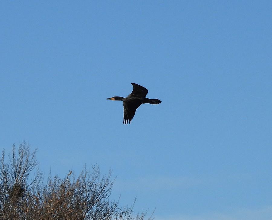 Przelatujący kormoran
